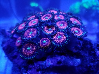 coral3.jpg