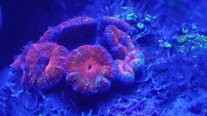 coral2.jpg